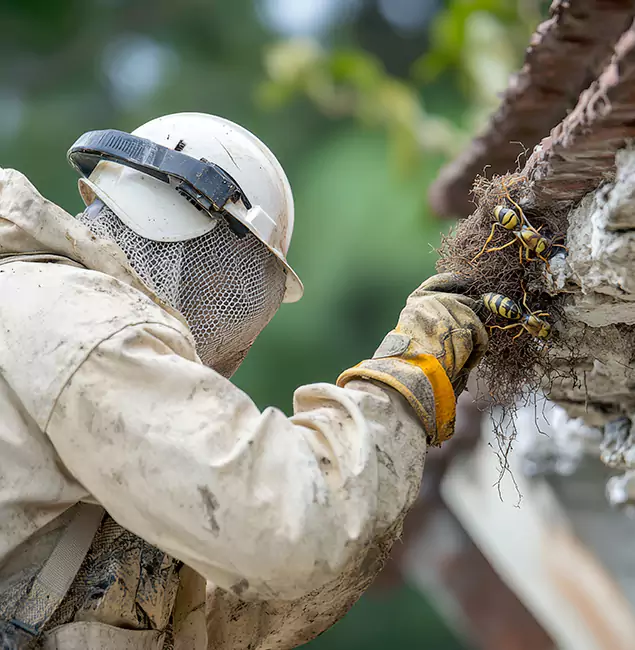 Why Sterling Property Owners Choose Sterling Pest Control Pro for Bee Exterminator?