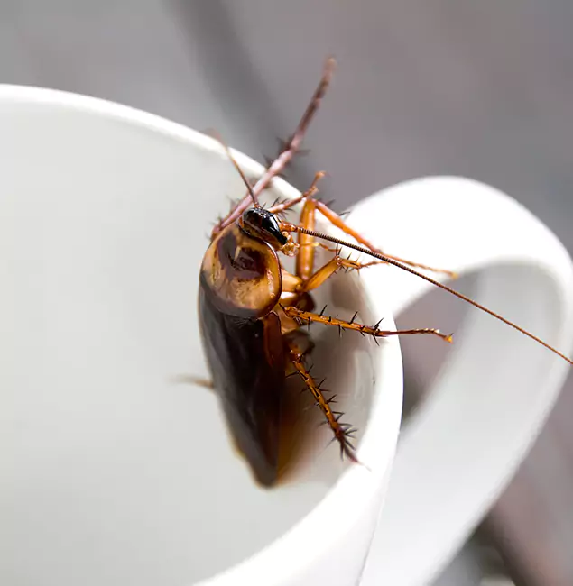 Why Sterling, VA Residents Trust Sterling Pest Control Pro for Cockroach Fumigation?