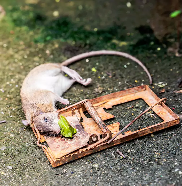 Why Sterling, VA Homeowners Trust Sterling Pest Control Pro for Rodent Removal?
