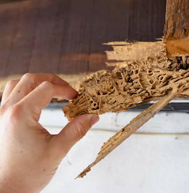 Why Choose Sterling Pest Control Pro in Sterling, VA?