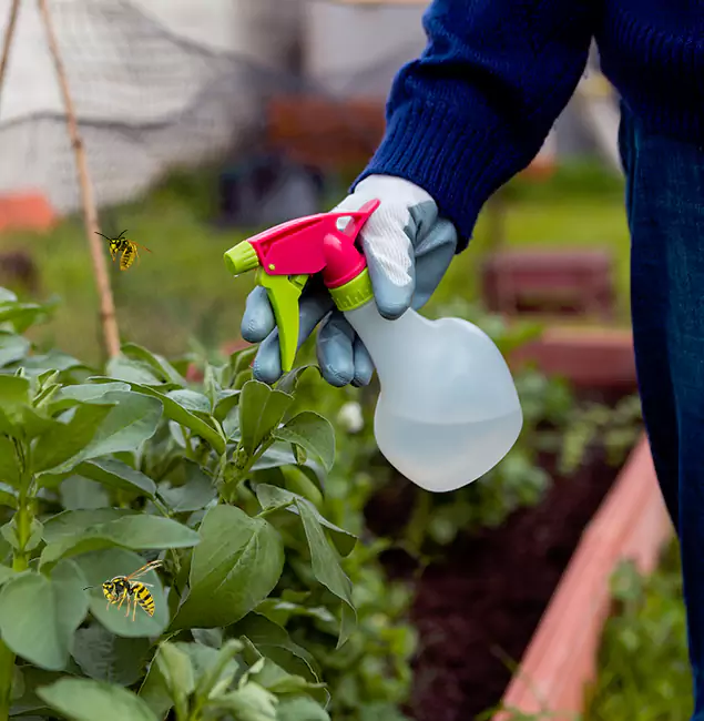 Why Sterling Homeowners Choose Sterling Pest Control Pro for Honey Bee Removal?