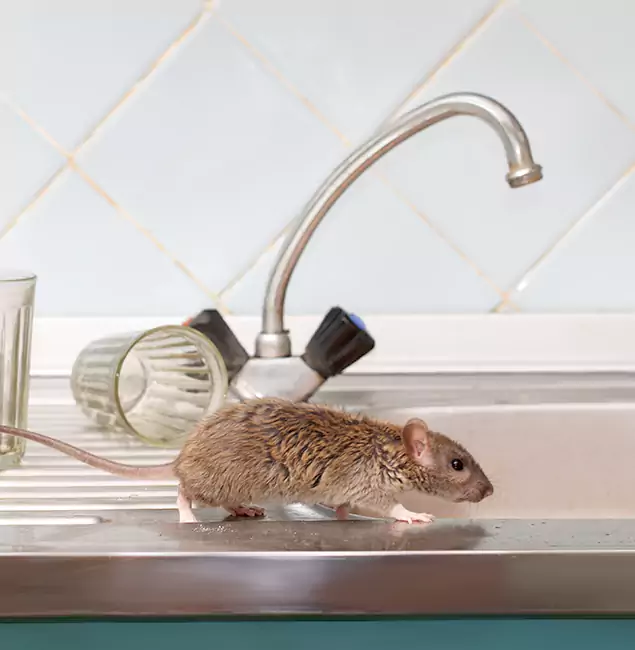 Why Sterling, VA Trusts Sterling Pest Control Pro for Humane Rodent Control?