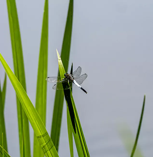 Why Sterling Families Trust Sterling Pest Control Pro for Mosquito Prevention?