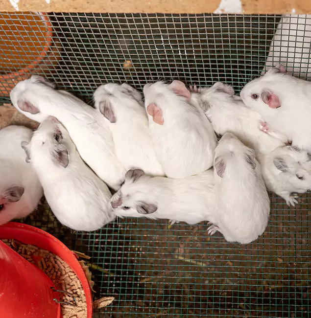 Why Sterling Pest Control Pro Is the Trusted Choice in Sterling, VA?