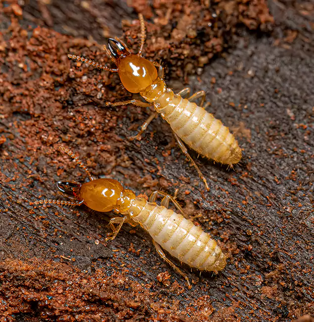 Why Choose Sterling Pest Control Pro for Termite Treatment Without Tenting in Sterling, VA?