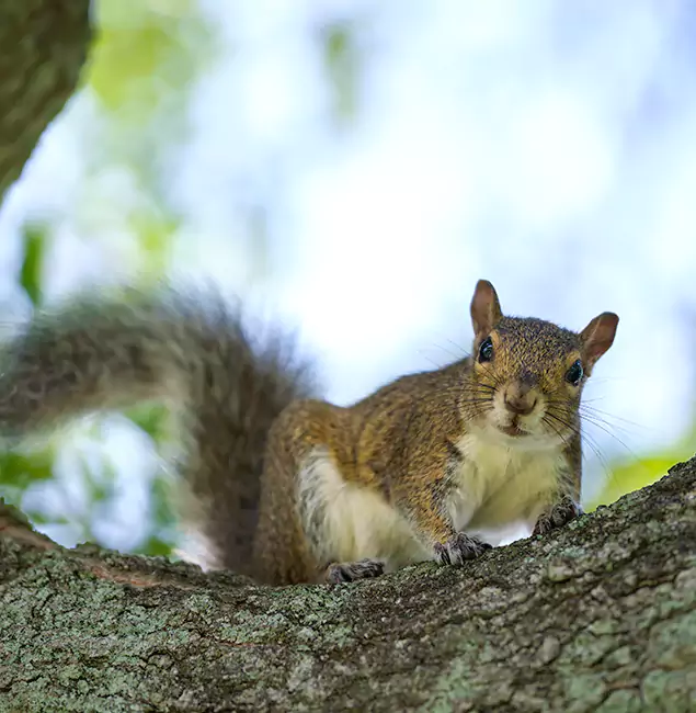 Why Sterling, VA Relies on Sterling Pest Control Pro for Squirrel Pest Control?