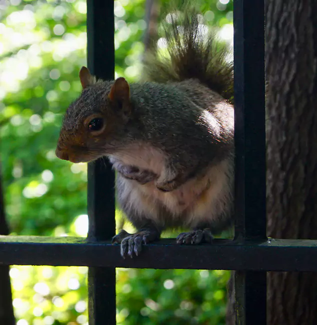 Why Sterling, VA Chooses Sterling Pest Control Pro for Squirrel Removal?