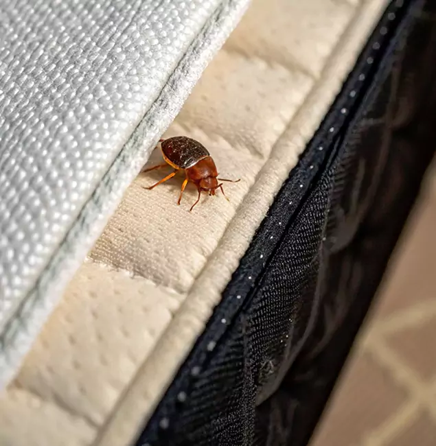 Why Sterling Homeowners Trust Sterling Pest Control Pro for Tick Treatment?