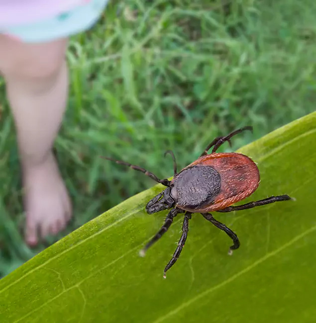 Why Sterling Homeowners Choose Sterling Pest Control Pro for Tick Extermination?