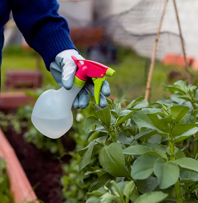 Why Sterling Relies on Sterling Pest Control Pro for Wasp Control Services?