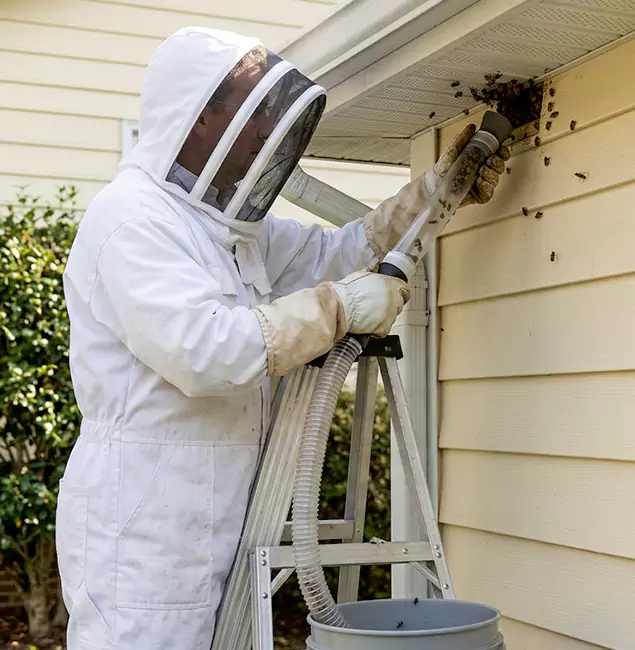 Why Sterling Trusts Sterling Pest Control Pro for Wasp Control?