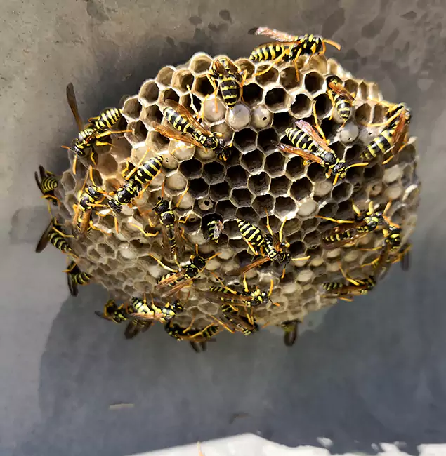 Why Sterling Chooses Sterling Pest Control Pro for Wasp Control Services?