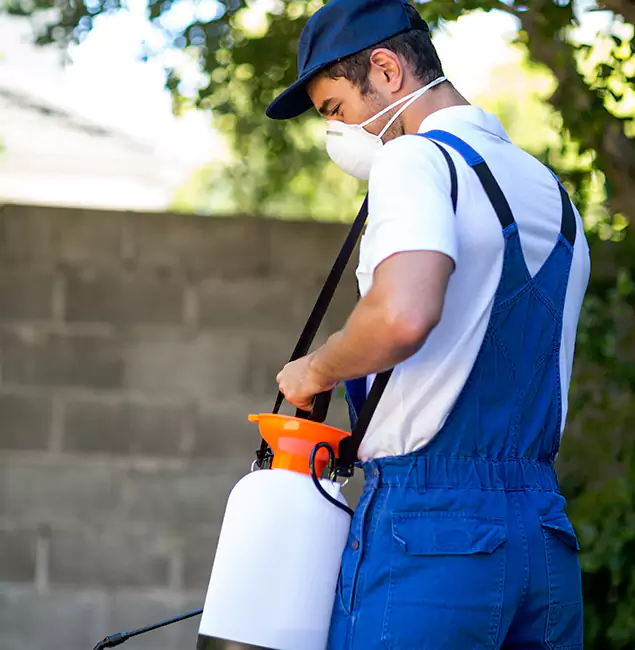 Why Sterling Pest Control Pro Is the Right Choice for Yellow Jacket Removal in Sterling, VA?