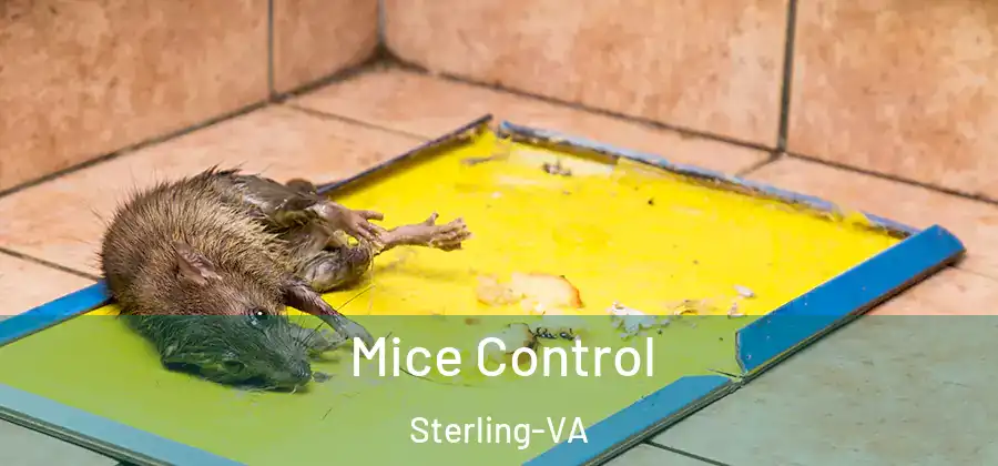 Mice Control Sterling-VA