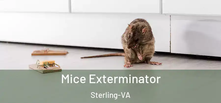 Mice Exterminator Sterling-VA