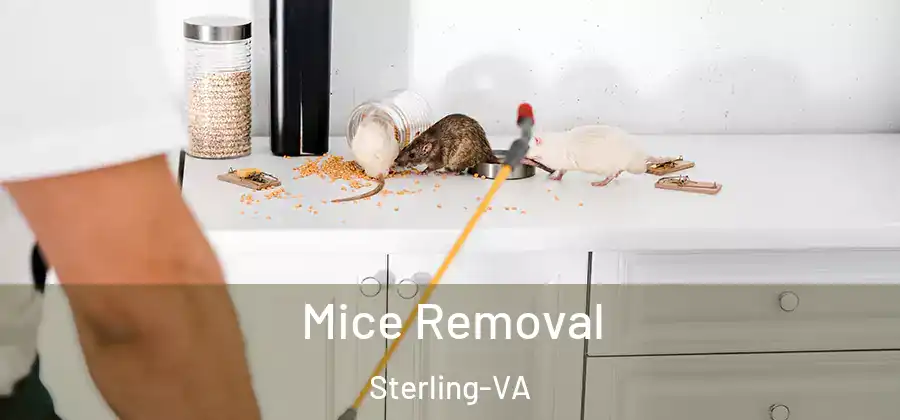 Mice Removal Sterling-VA