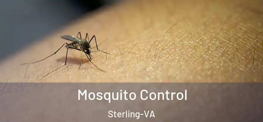 Mosquito Control Sterling-VA