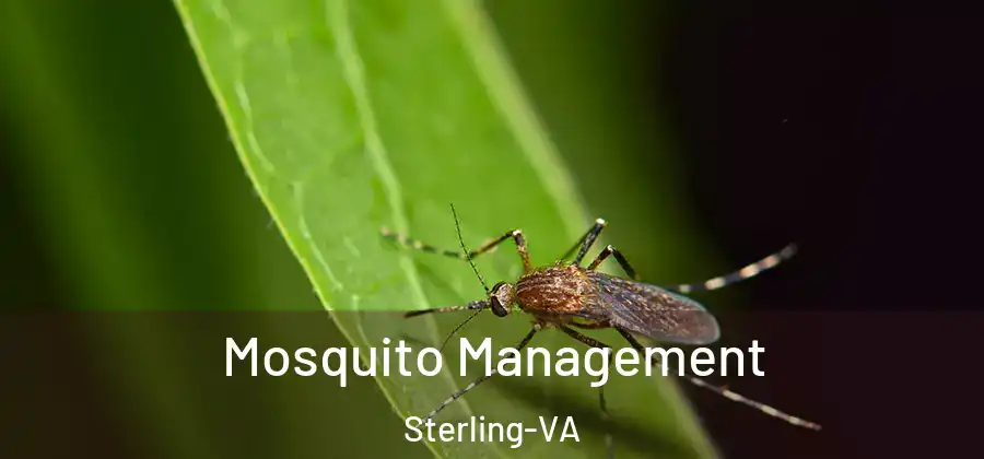 Mosquito Management Sterling-VA
