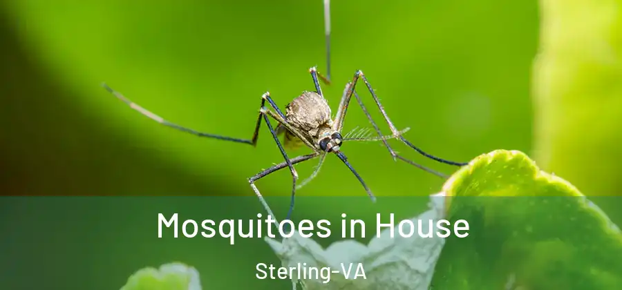 Mosquitoes in House Sterling-VA