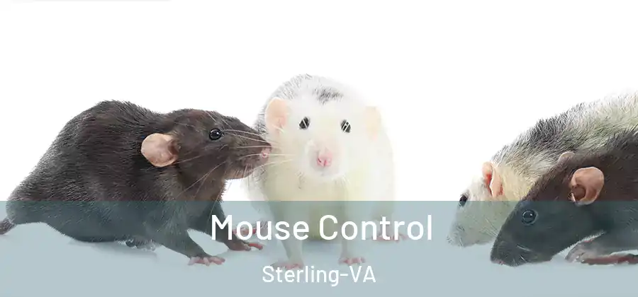 Mouse Control Sterling-VA