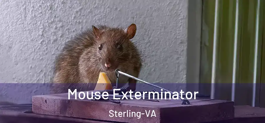 Mouse Exterminator Sterling-VA
