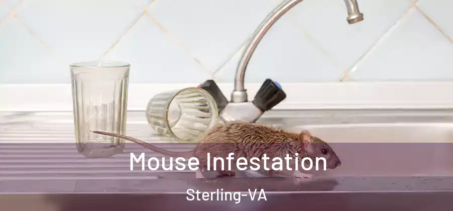 Mouse Infestation Sterling-VA