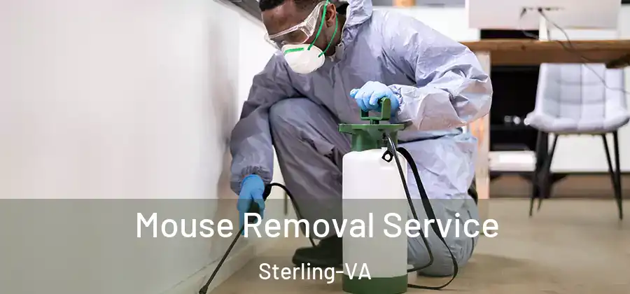 Mouse Removal Service Sterling-VA