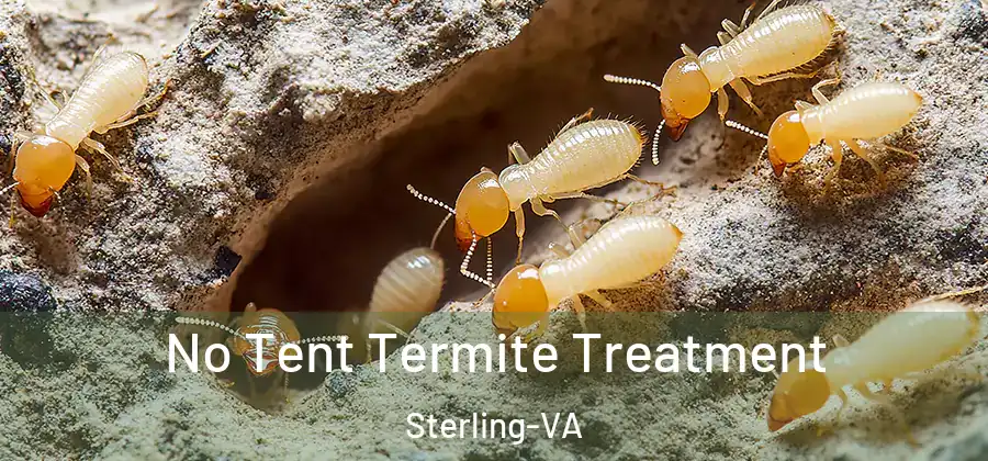  No Tent Termite Treatment Sterling-VA