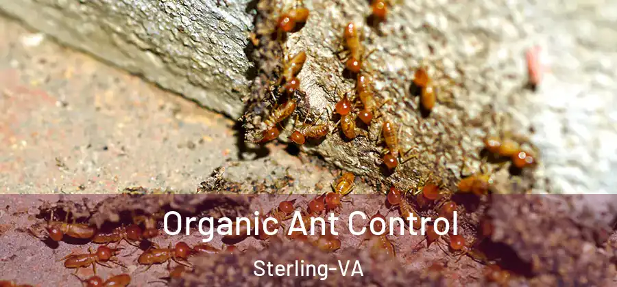  Organic Ant Control Sterling-VA