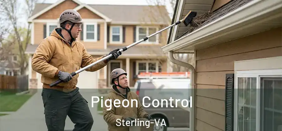 Pigeon Control Sterling-VA