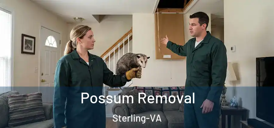 Possum Removal Sterling-VA