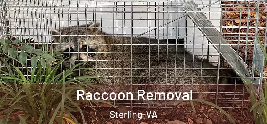 Raccoon Removal Sterling-VA