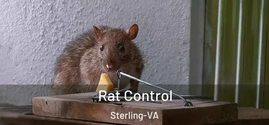 Rat Control Sterling-VA