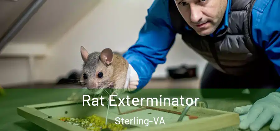 Rat Exterminator Sterling-VA