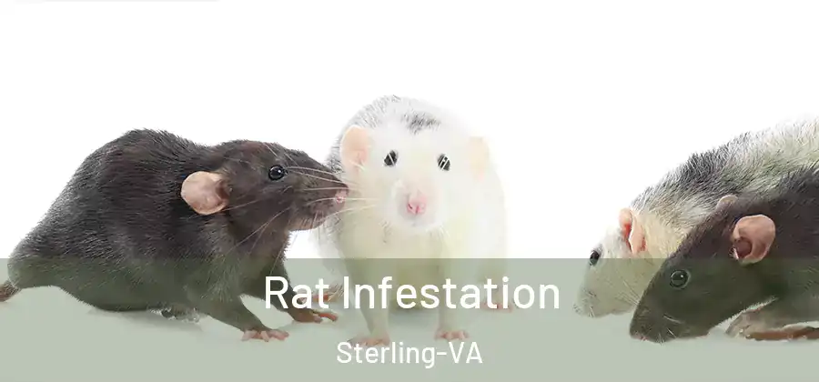 Rat Infestation Sterling-VA