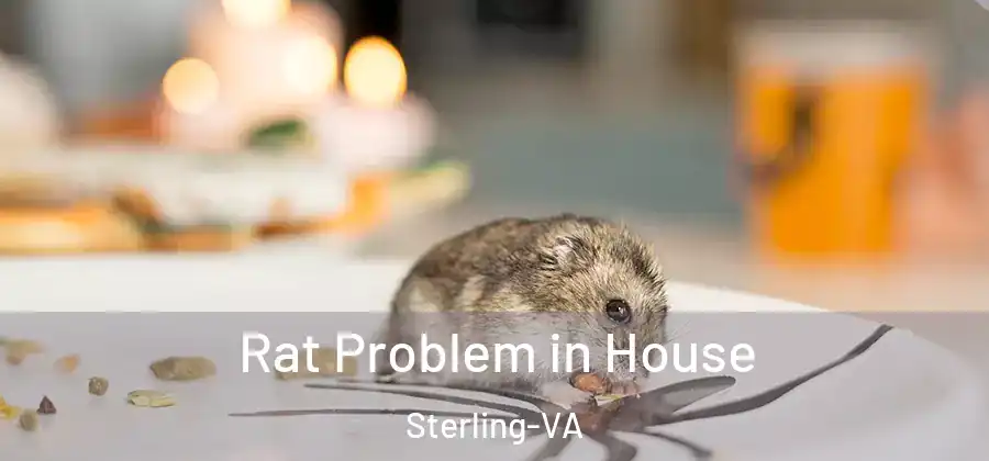  Rat Problem in House Sterling-VA