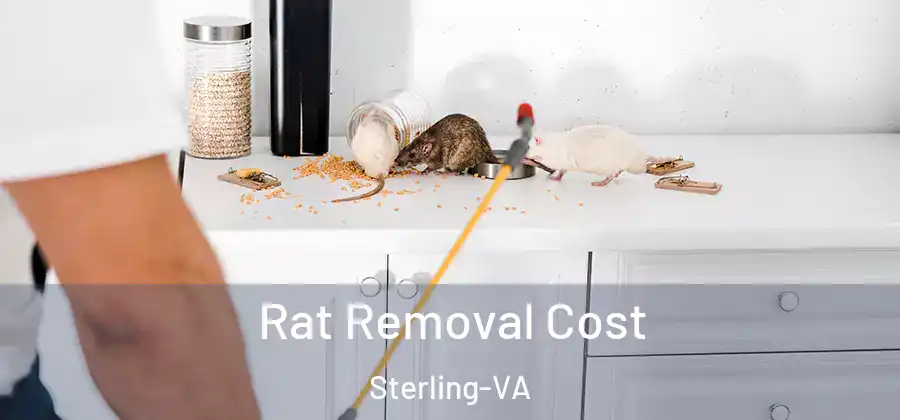 Rat Removal Cost Sterling-VA