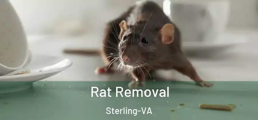 Rat Removal Sterling-VA