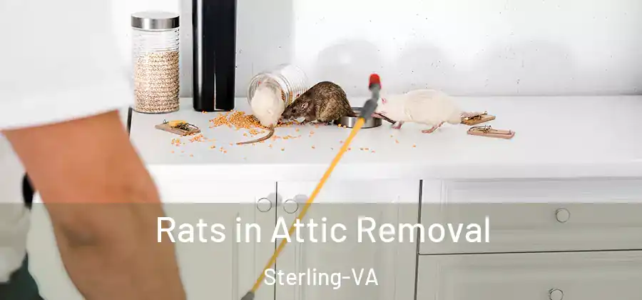 Rats in Attic Removal Sterling-VA