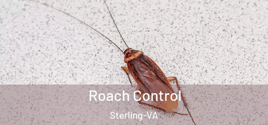 Roach Control Sterling-VA