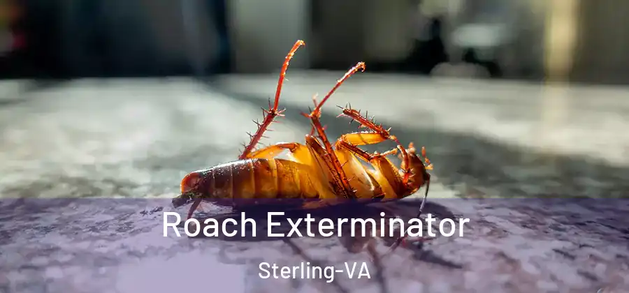 Roach Exterminator Sterling-VA