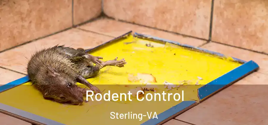 Rodent Control Sterling-VA