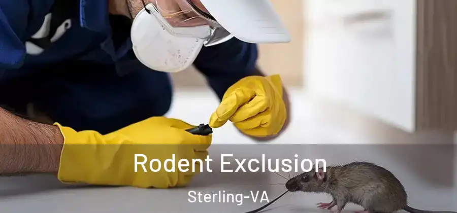 Rodent Exclusion Sterling-VA