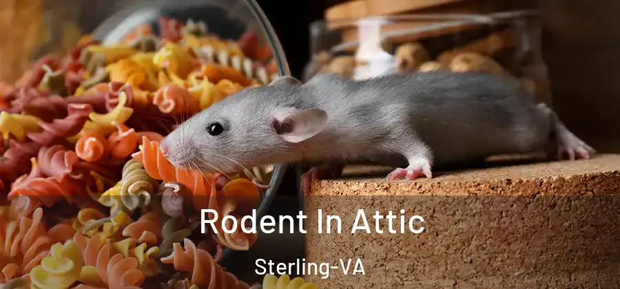 Rodent In Attic Sterling-VA