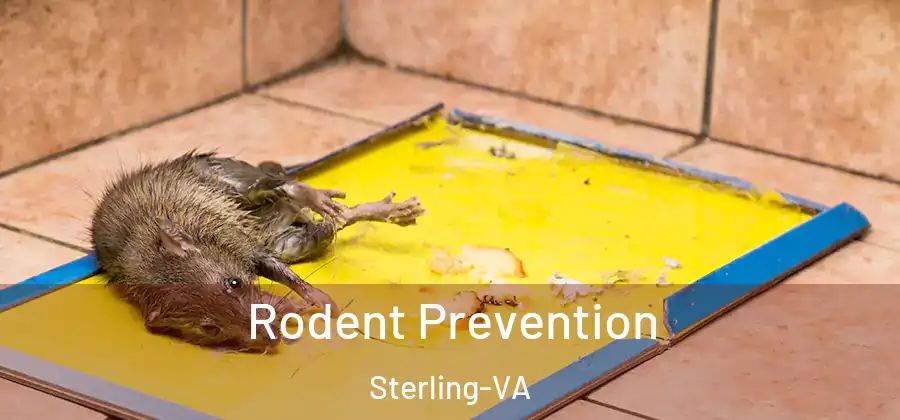 Rodent Prevention Sterling-VA
