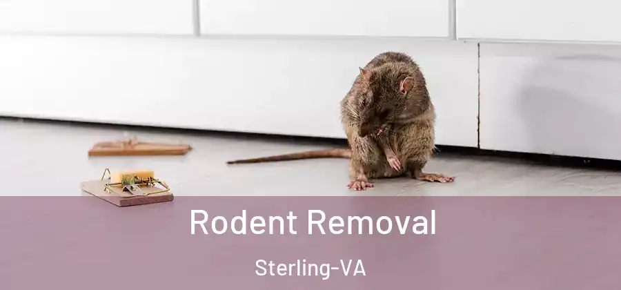 Rodent Removal Sterling-VA