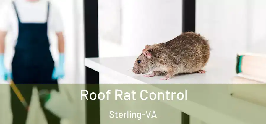Roof Rat Control Sterling-VA