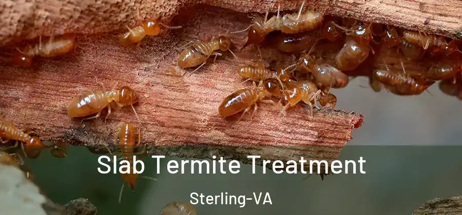 Slab Termite Treatment Sterling-VA