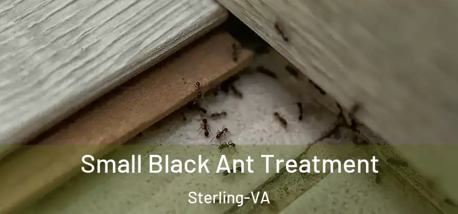 Small Black Ant Treatment Sterling-VA