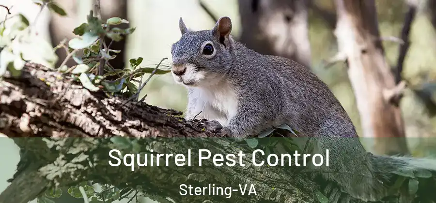 Squirrel Pest Control Sterling-VA